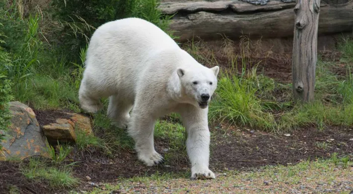 Polar Bear