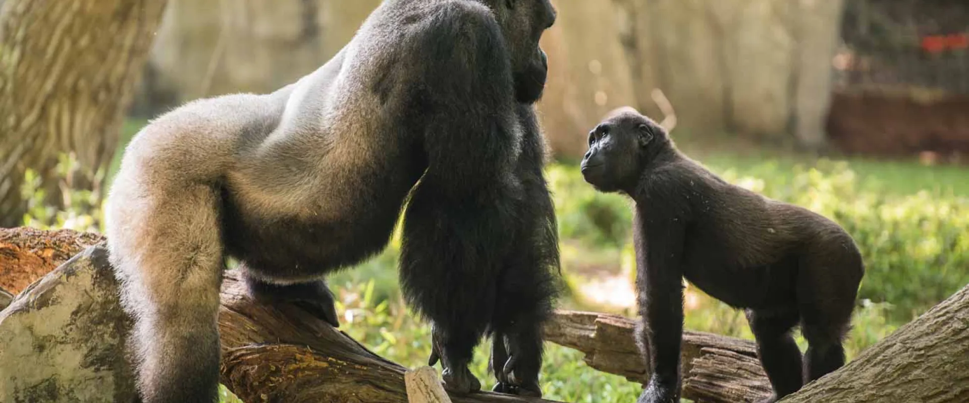 8 Fun Facts about Mosuba the Silverback Gorilla