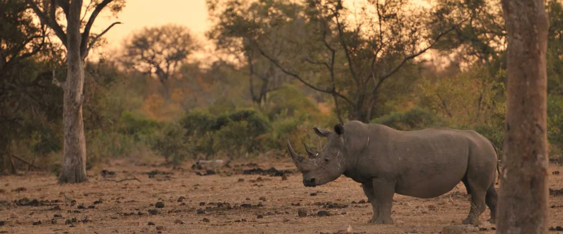 Black Rhinoceros Conservation