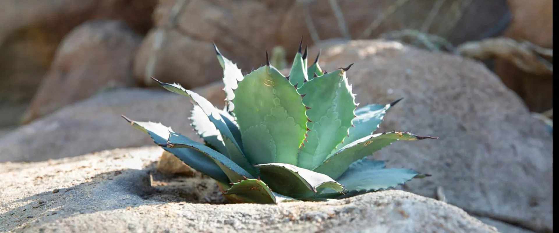 Mescal Agave 