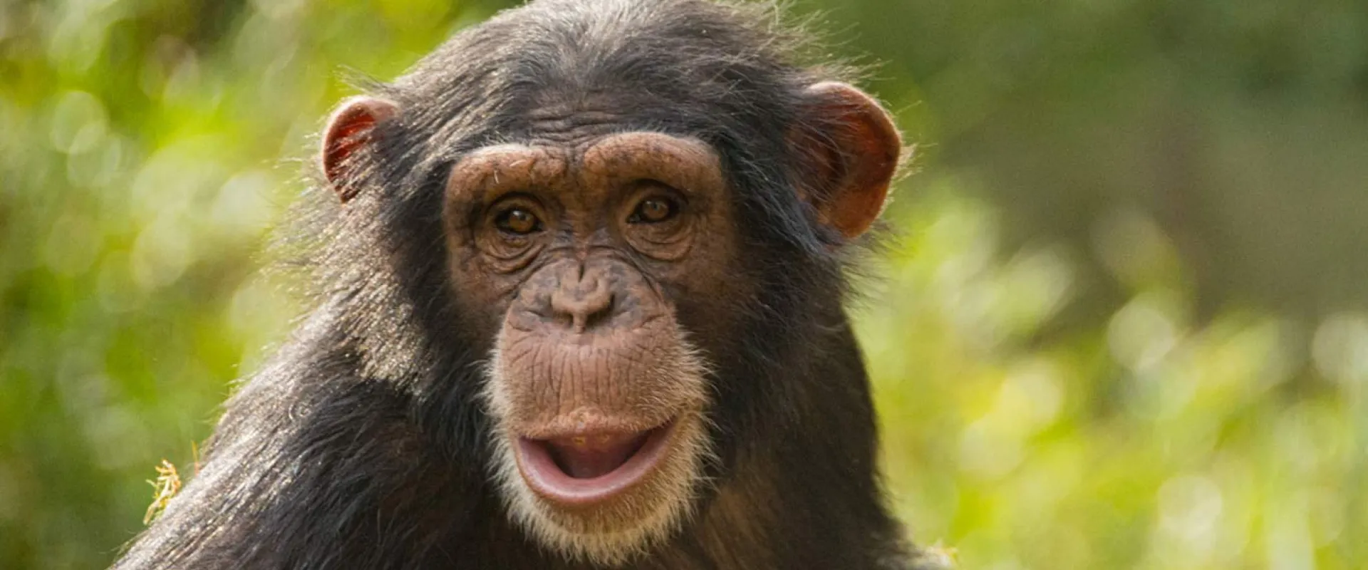 A curious chimpanzee named Nori gazes directly at the camera with an open mouth, framed against a lush green, sunny backdrop of her natural habitat.