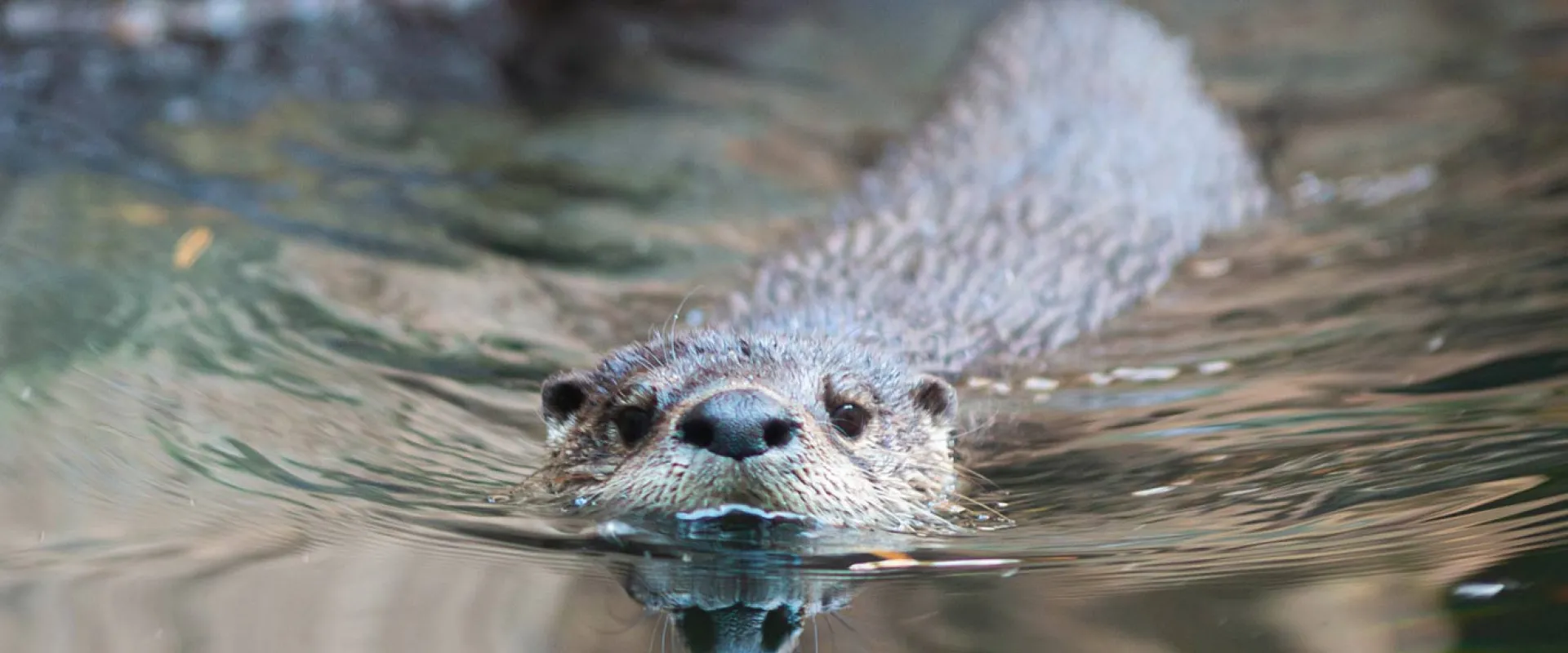 Otter swimming at the surface of the water.