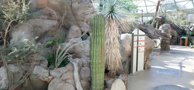 Saguaro