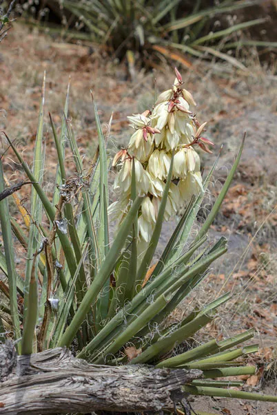 Banana Yucca