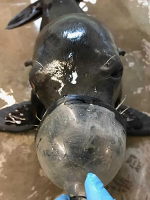 A dark-colored Sea lion is positioned on a light surface with a clear mask covering its snout. A hand wearing a blue glove holds the mask in place.