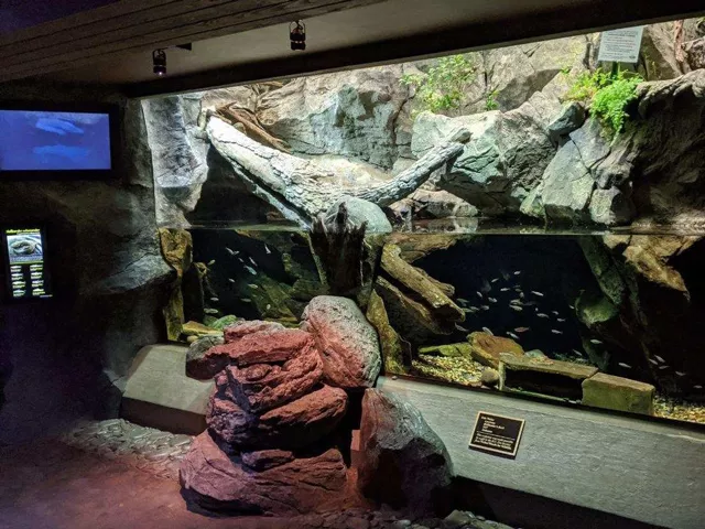 An aquarium display features a rocky environment with a large piece of driftwood. This habitat is home to Hellbenders. Fish swim in the water, and a screen on the left shows additional aquatic footage.