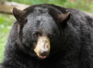 Black bear with tongue sticking out.