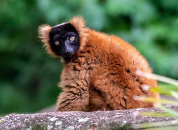 A red-ruffed lemur sitting on a rock.